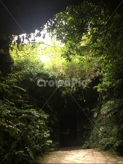 outdoors,옥외,arbour,정자,garden,정원,동굴,햇빛,식물,나무,덩쿨,자연,자연,풍경,nature,landscape