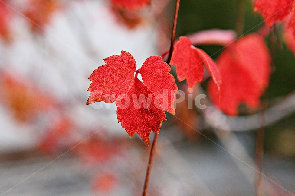 단풍,낙엽,가을,잎,식물,자연,계절,감성,색,색감,넝쿨식물,공원,가을,계절,fall,autumn,season,plant,leaf,tree,나무