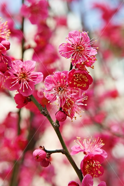 홍매화,매화,매화꽃,봄꽃,꽃,꽃잋,식물,자연,공원,봄,식물,자연,plants,nature,꽃,flower