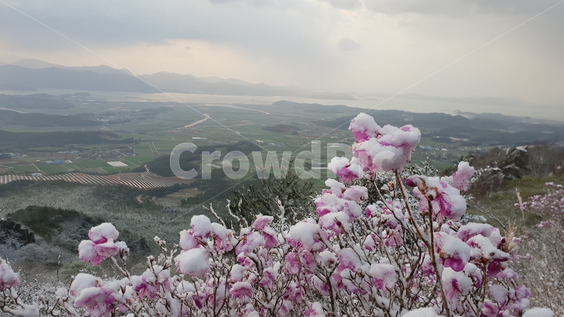 주작산,덕룡산,진달래,눈꽃,풍경,봄눈꽃,진달래눈꽃,산,자연,풍경,nature,landscape,경치,outdoors,옥외,scenery,plant,식물