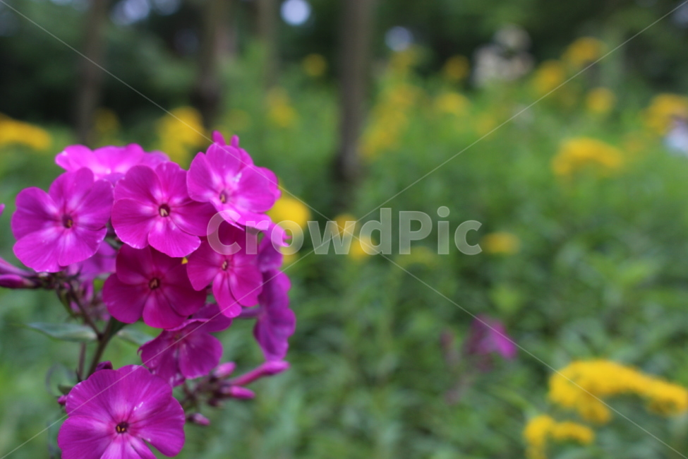 꽃,plant,식물,flower,자연,식물,자연,plants,nature,꽃,flower