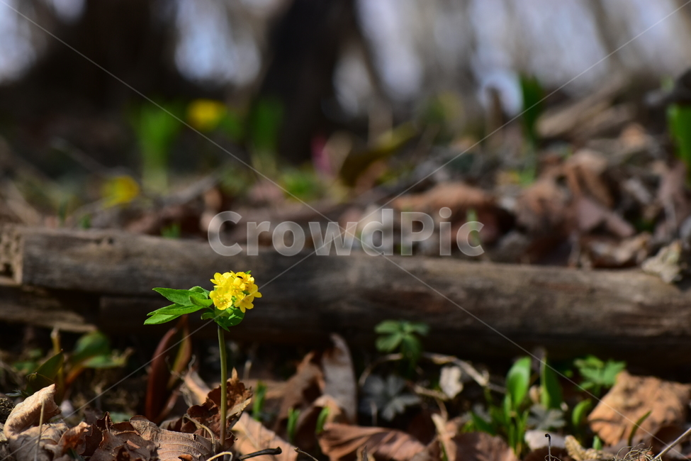 한계령풀,야생화,봄,꽃,풀꽃,자연,식물,식생,plants,nature,spring,season,flower