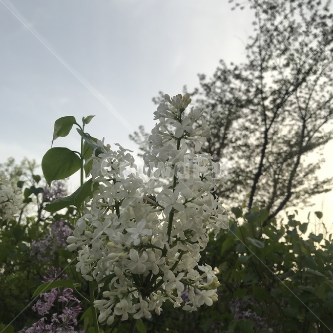 라일락,봄꽃,자연,꽃,봄,식물,flower,plants,season,예쁜,아름다운,nature,평화로운,spring,계절,감성