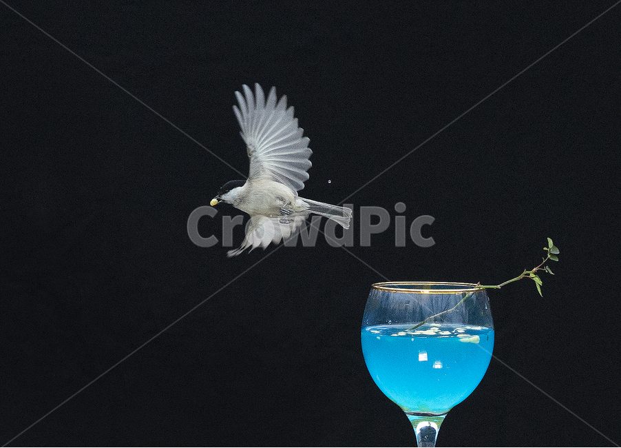 동물,새,bird,조류,딱새,박새,동물,animal,조류,새,birds