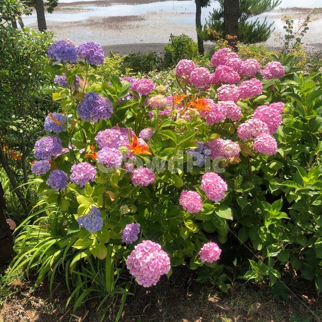 flower,꽃,수국,hydrangea,식물