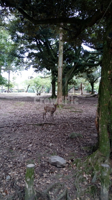 사슴,나라공원,숲,나무,일본,동물,animal,포유류,mammal