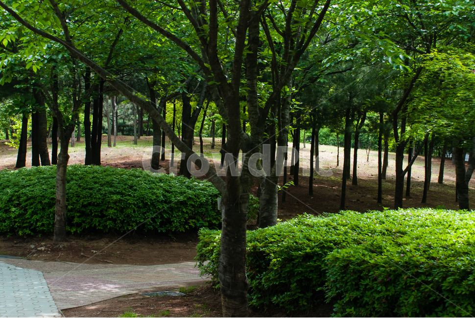 공원,나무,소나무,정원,숲,숲속,풀잎,잎,초록,자연,야외,파크,식물,조경,나뭇잎,맑은,힐링,휴식,캠핑,경치,풍경,봄,가을,환경,녹색,한적한,조용한,배경,산책,산책길,단풍나무,녹지공원,자연,풍경,nature,landscape,식물,plants,나무,trees,wood,tree,plant,tree trunk,나무 줄기