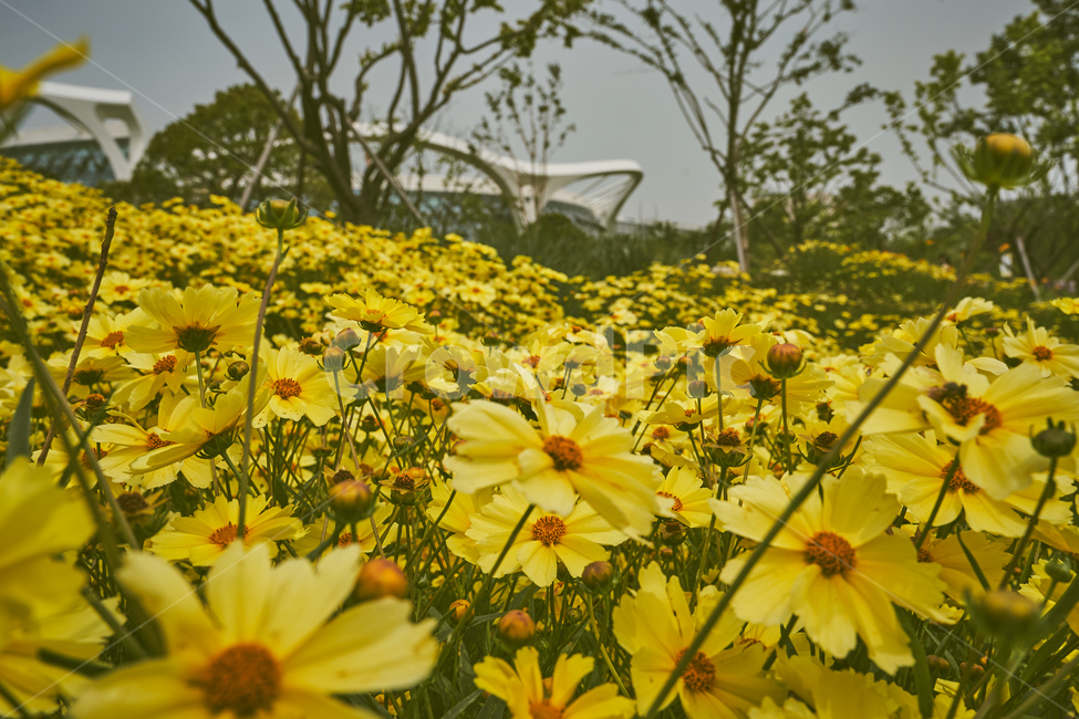 꽃,식물,노란색,flower,yellow