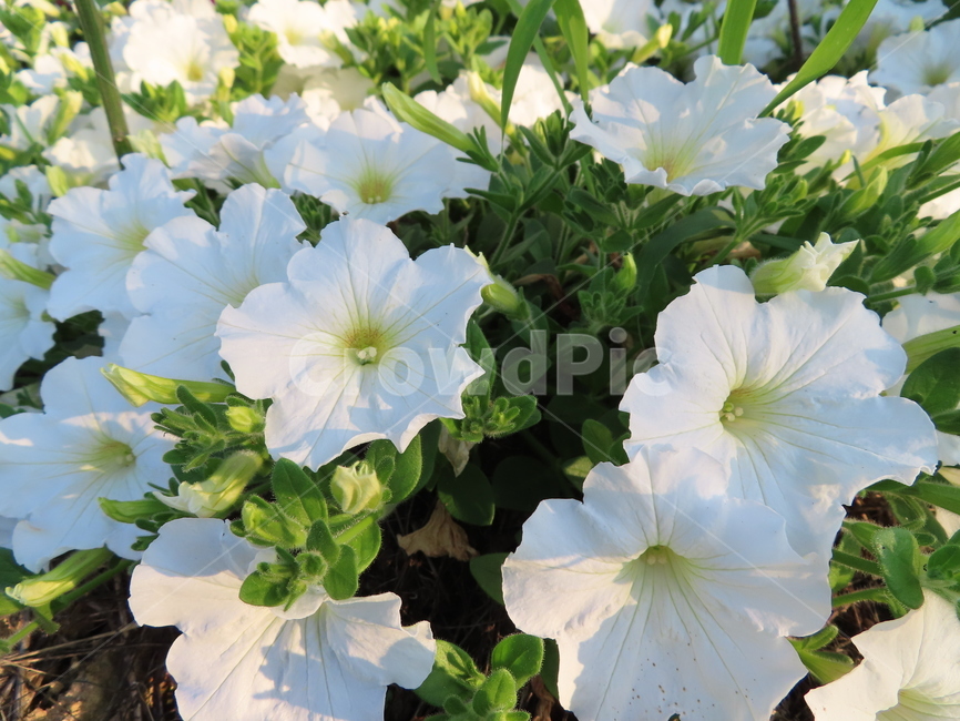 피어나다,꽃,흰색꽃,아름다움,식물,공원,귀여운,화려한,comeout,flowers,whiteflowers,beauty,plants,parks,pretty,beautiful