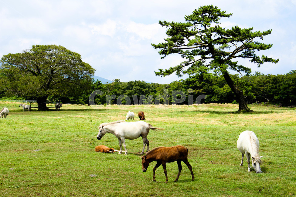 grassland,목초지,outdoors,옥외,자연,nature,들,field,countryside,한지방,farm,농장,포유류,mammal,농촌,rural,말,제주,제주도,말들,동물,동물들,horse,animal,동물,animal,포유류,mammal