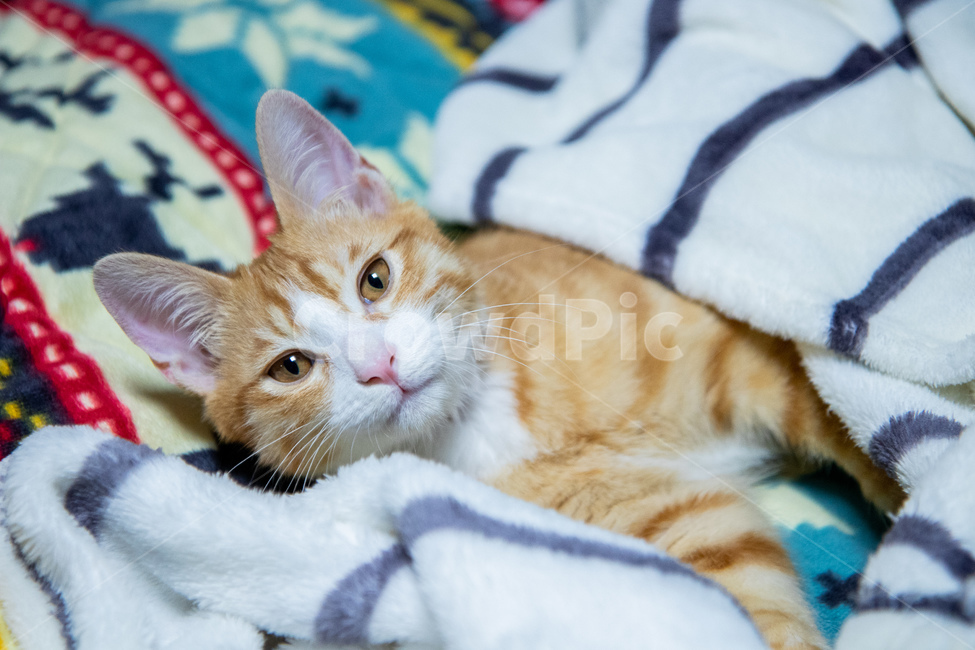 고양이,치즈고양이,누운고양이,코리안숏헤어,치즈태비,동물,animal,포유류,mammal,고양이,cat,kitten,kitty