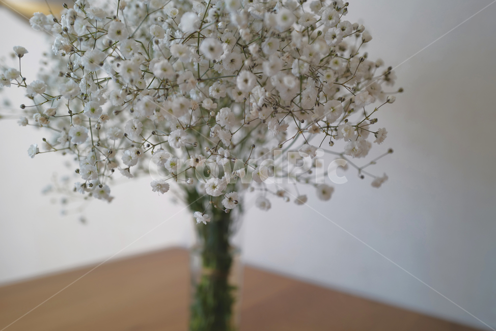 꽃,안개꽃,실내,flower,꽃병,흰꽃,유리컵