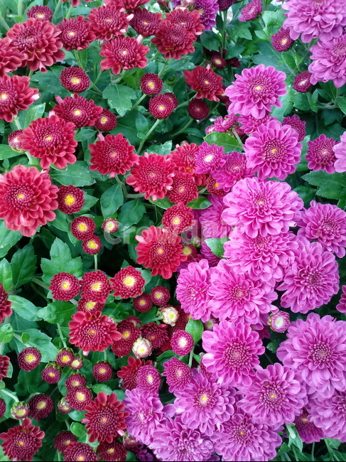꽃,식물,국화,소국,plant,blossom,가을꽃,꽃,flower