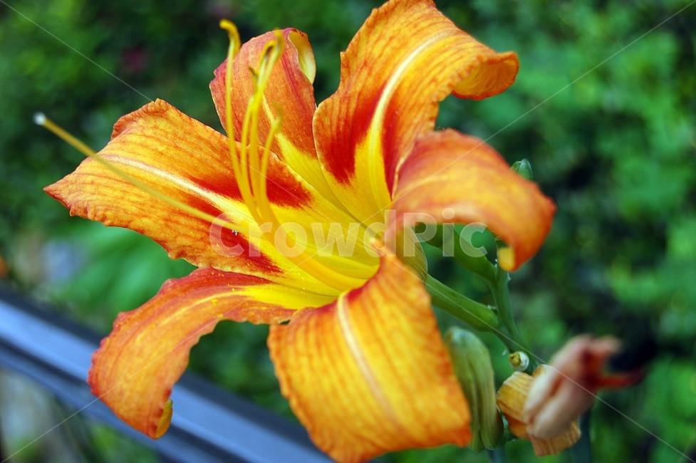꽃,접사,나리,식물,여름꽃,orangelily,flower,참나리,불꽃나리,식물,자연,plants,nature,꽃,flower