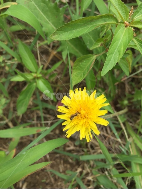 화분,벌,노랑,민들레,plant,식물,식물,자연,plants,nature,꽃,flower