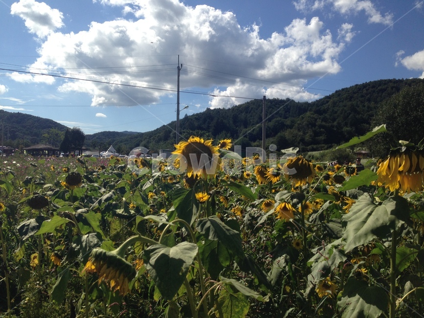 plant,식물,blossom,꽃,flower,해바라기,자연,sunflower,식물,자연,plants,nature,꽃,flower