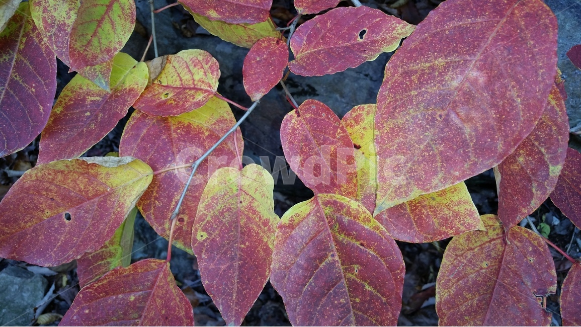 나뭇잎,단풍,가을,확대,근접,가을,계절,fall,autumn,season,식물,자연,plants,nature,veins,정맥,plant,leaf,잎