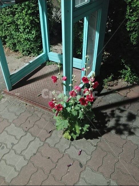 꽃,부스,flowers,flagstone,판석