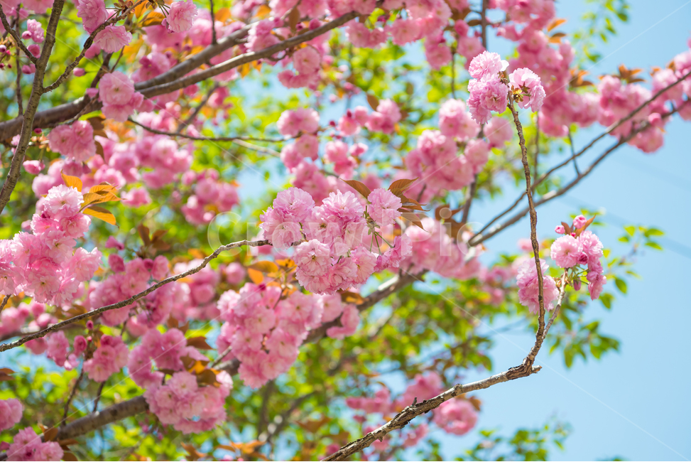 봄,자연,야외,공원,spring,nature,벚꽃,겹벚꽃,핑크,분홍색,pink,꽃,계절,식물,풍경,빛,season,plants,flower,감성,sensible,feeling,봄,계절,spring,season,plant