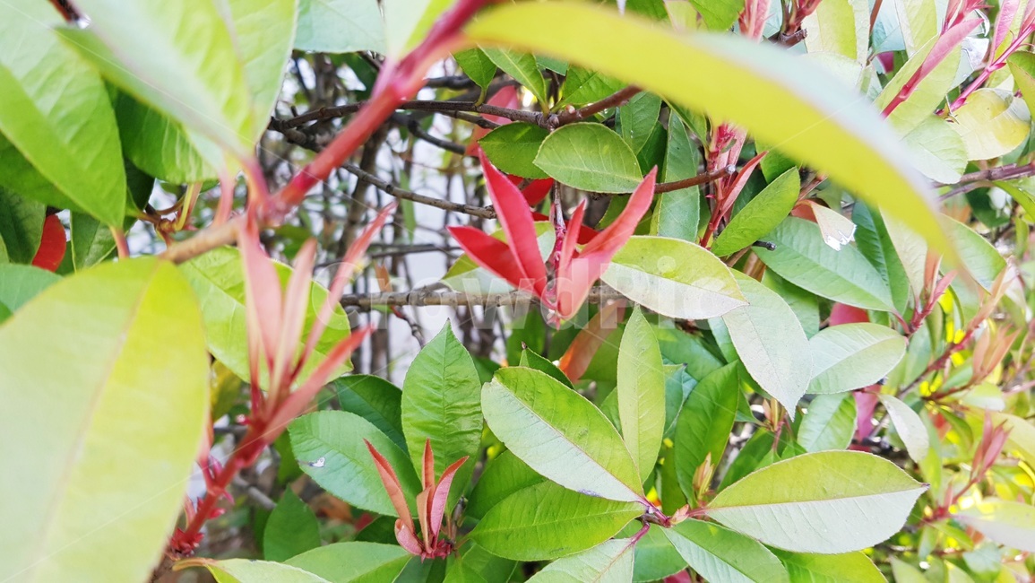 꽃나무,봄,자연,정원,가든,식물,자연,plants,nature
