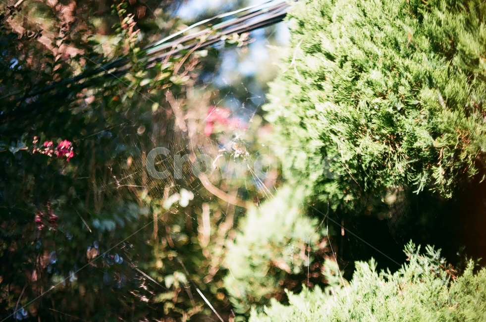 거미,거미줄,빛,풀,나무,자연,동물,animal,곤충,벌레,insect,bug,감성,sensible,feeling,휴식,힐링,rest,relaxation,healing
