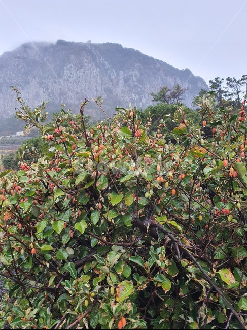 동백나무,제주도,한라산,자연,plant,식물,tree,nature,식물,자연,plants,nature,나무,trees,wood