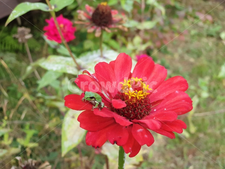 청개구리,개구리,백일홍,꽃,파충류,귀여운,flog,식물,자연,plants,nature,꽃,flower,파충류,양서류,reptile,amphibian