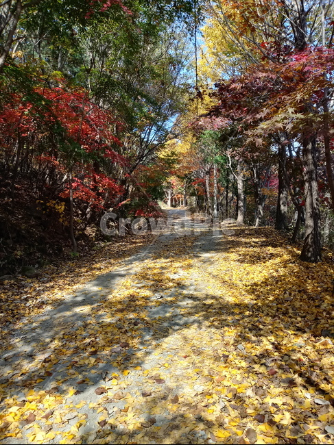 도로,길,등산로,산책로,road,가을,단풍,낙엽,계절
