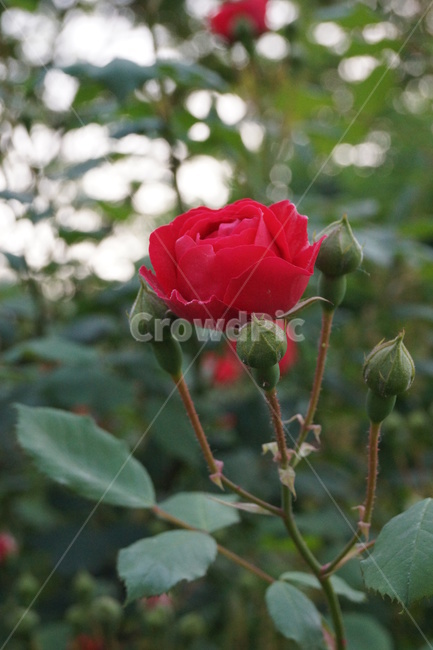rose,red,붉은색,장미,장미꽃,꽃,식물,자연,plants,nature,꽃,flower