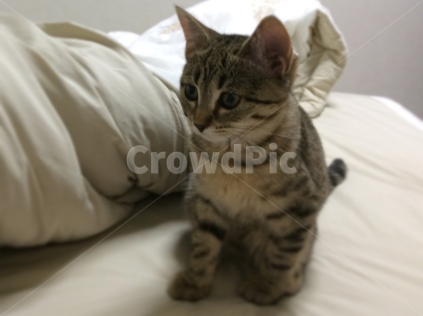 고양이,cat,애완동물,동물,animal,pet,아기고양이,키티,아깽이
