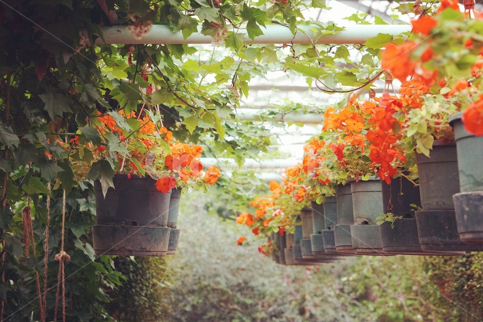 식물,꽃,자연,식물원,감성,식물,자연,plants,nature,꽃,flower