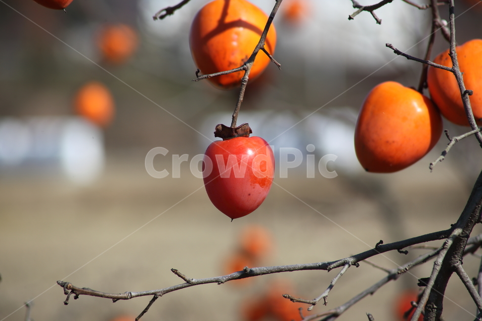 감나무,감,홍시,가을,persimmon,fruit,식물,자연,plants,nature,과일,열매,fruit