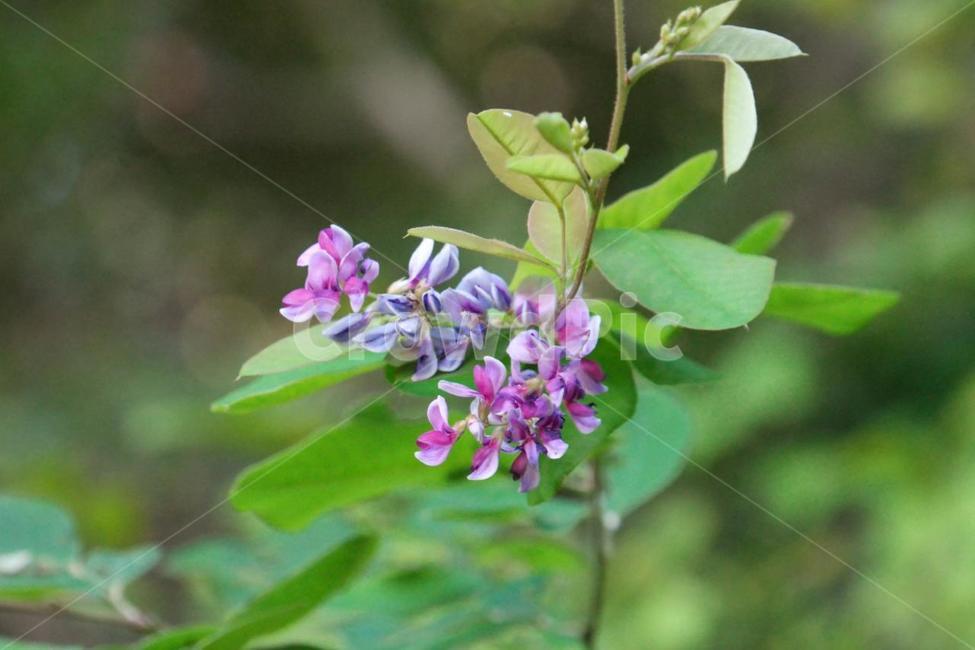 식물,꽃,여름,야생화,칡,식물,자연,plants,nature,꽃,flower