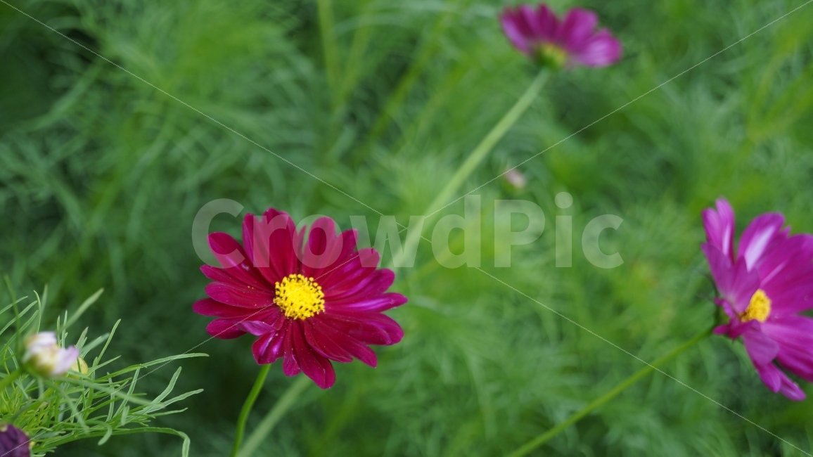 꽃,꽃사진,코스모스,가을,식물,가을,계절,fall,autumn,season,식물,자연,plants,nature,꽃,flower,plant,daisies,데이지,blossom,daisy
