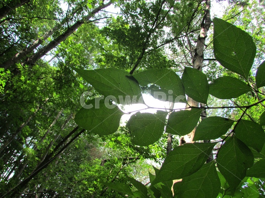 숲,나뭇잎,여명,나무,산,초록,식물,식물,자연,plants,nature,나무,trees,wood
