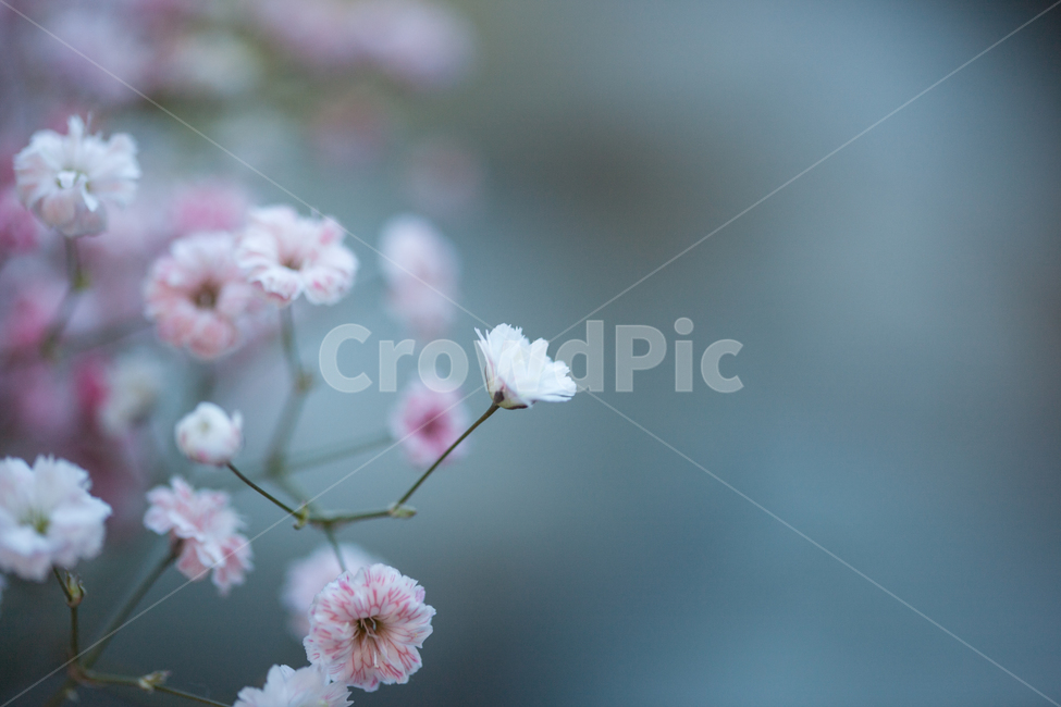 flower,flowers,꽃,꽃병,화병,식물,자연,plants,nature,꽃,flower,감성,sensible,feeling