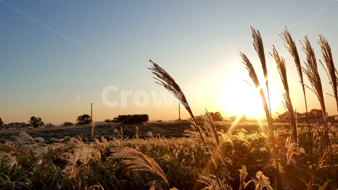 autumn,햇빛,식물,가을,갈대,grass,자연,해질녘,가을,계절,fall,autumn,season