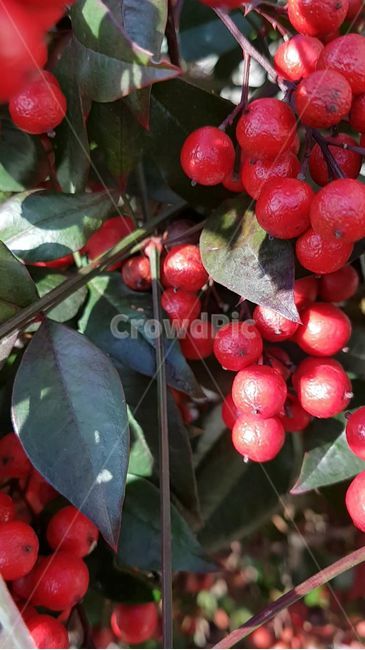 식물,열매,빨간열매,나무가지,나무열매,plant,tree,과일,열매,fruit