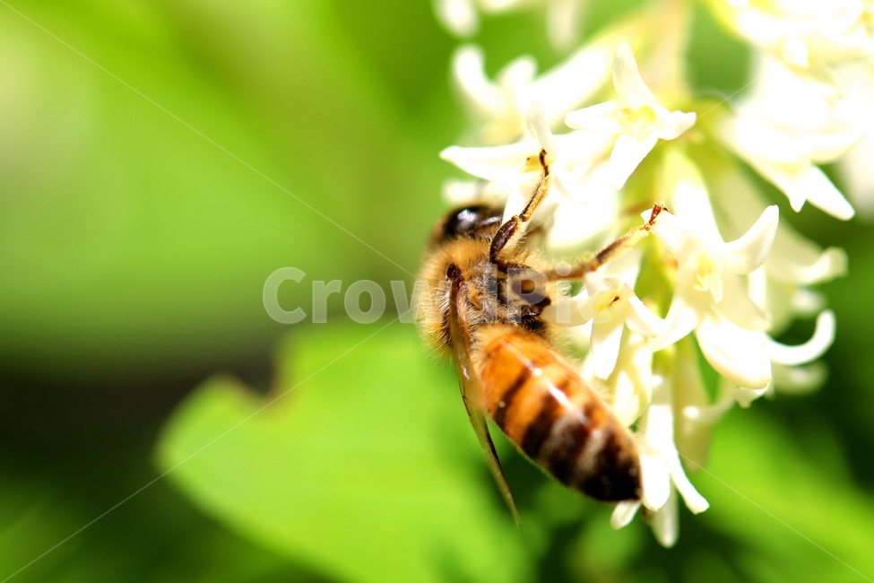 식물,꽃,동물,벌레,벌,자연,식물,자연,plants,nature,꽃,flower,동물,animal,곤충,벌레,insect,bug