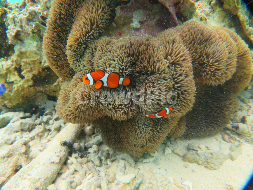 니모,바다속,물고기,어류,해수어,동물,animal,어류,물고기,fish