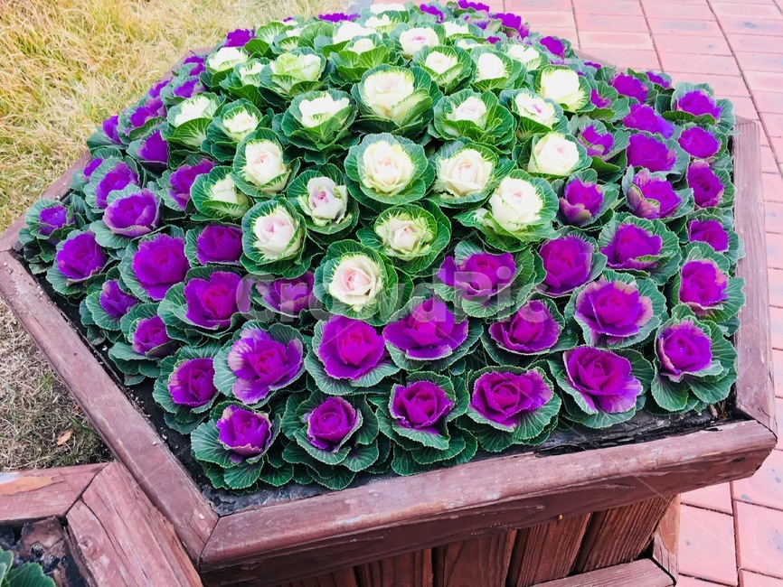 꽃,화단,공원,색감,flower