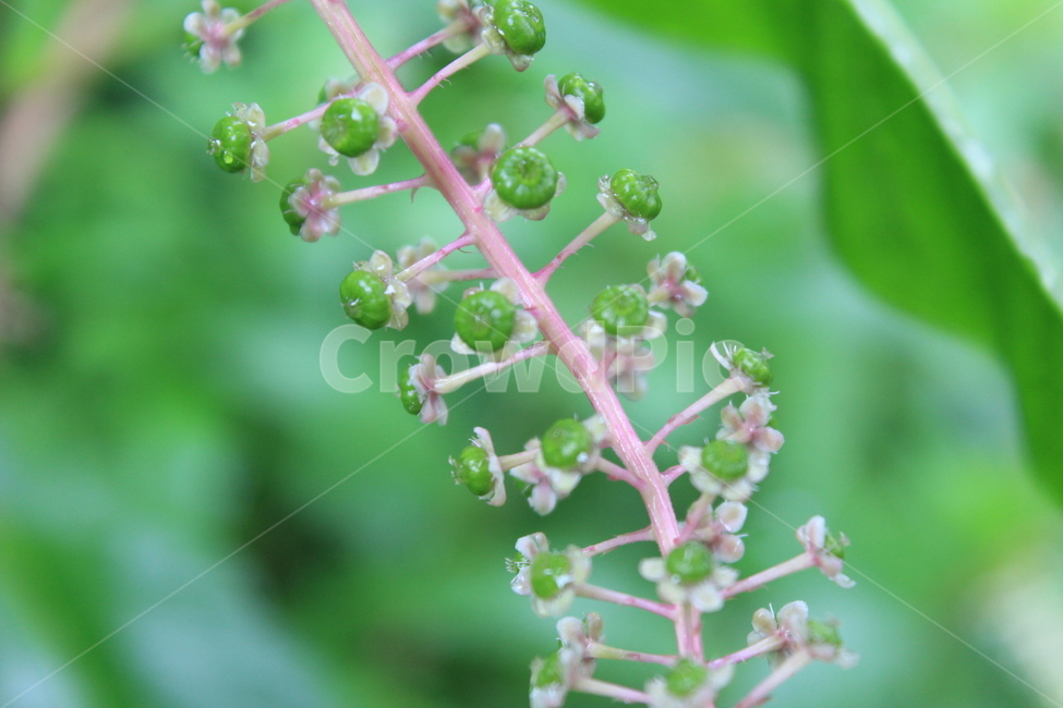 자리공,녹색식물,자연,산,풍경,야생,숲,식물,자연,plants,nature