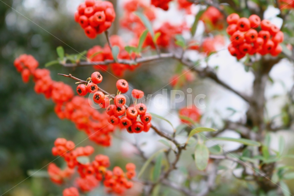 열매,식물,나무,피라칸다,빨간열매,감성사진,식물,자연,plants,nature,과일,열매,fruit,감성,sensible,feeling