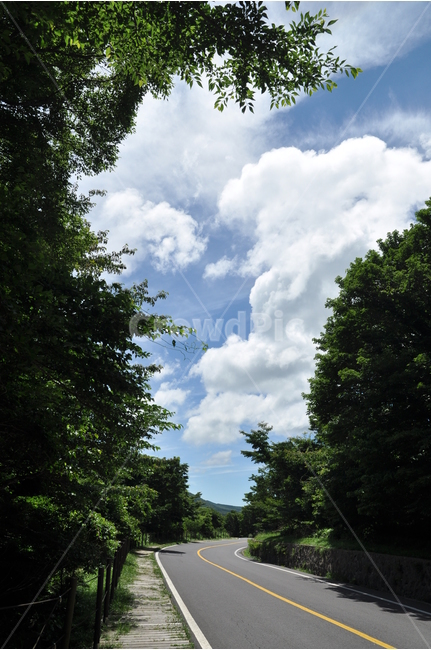 하늘,여름,시원,여름풍경,풍경,파란하늘,쿨,cool,bluesky,sky,landscape,summer,제주,제주도,blue,자연,구름,나무,도로,나무사이,tree,cloud,road,길,뭉게구름,시원함틀나무틀프레임,frame,자연,풍경,nature,landscape,outdoors,옥외,weather,날씨,cumulus,적운