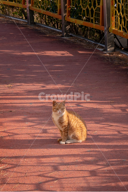 고양이,길고양이,길냥이,cat,kitty,animal,wild,wildlife,wildcat,야생,야생고양이,동물,포유류,mammal,동물,animal,포유류,mammal,고양이,cat,kitten,kitty