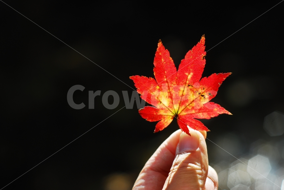 단풍잎,붉은단풍,가을,fall,가을풍경,나뭇잎,가을,계절,fall,autumn,season,식물,자연,plants,nature,사람,인물,인간,human,person,신체일부,몸,body,감성,sensible,feeling,leaf,잎,plant,tree,나무,maple,단풍