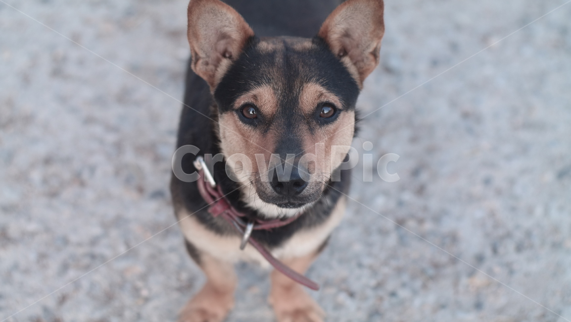 댕댕이,개,눈인사,마중,처다봄,눈길,아련,동물,animal,포유류,mammal,개,강아지,dog,doggy