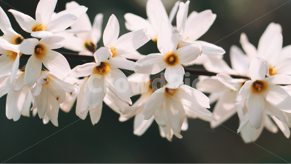 꽃,봄꽃,봄,꽃잎,꽃송이,자연,closeup,봄,계절,spring,season,식물,자연,plants,nature,꽃,flower,감성,sensible,feeling,plant,blossom,petal