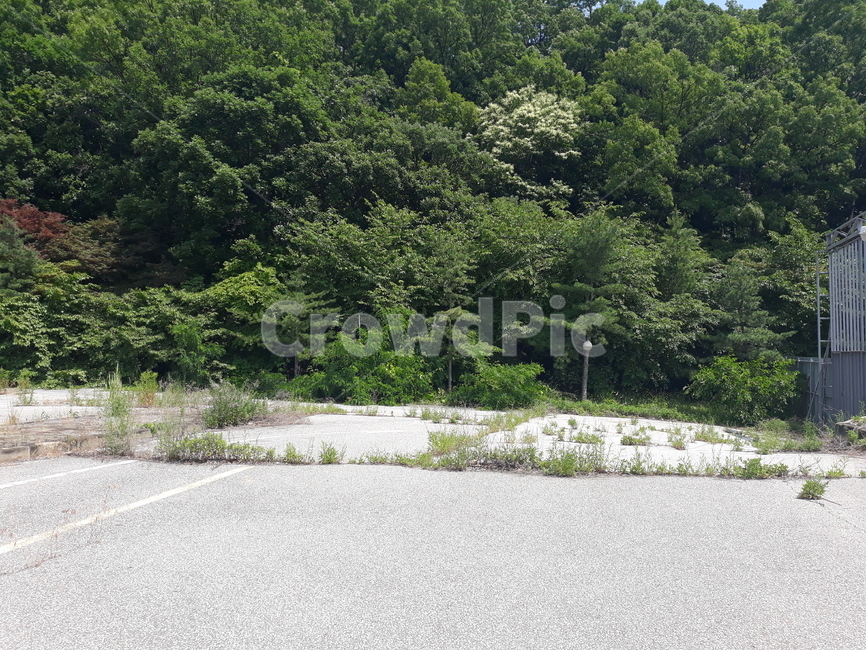 road,도로,tree,나무,숲,forest