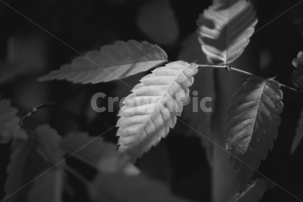 잎,흑백,빛,감성,나뭇잎,식물,자연,plants,nature,흑백,모노톤,monochrome,black and white